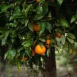 برتقال