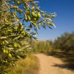 زيتون سورّي