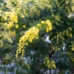 أكاسيا فارنزيانا