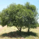 أكاسيا سليسينا