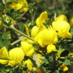 القندول (الجريان)