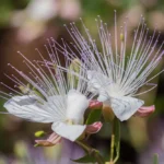 الكبار (القبار)