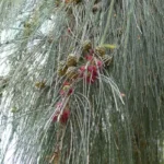 الكازورينا