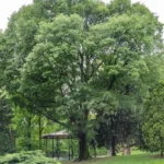 الميس (الميسم الشرقي)