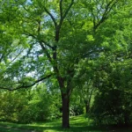 الجلاديشيا