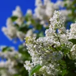 لجسترم (شجر السياج)