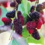 التوت الأسود