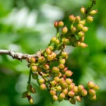 البطم الأطلسي