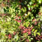 الباركنزونيا