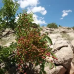 البطم الفلسطيني