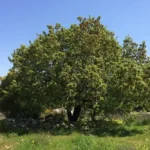 البلوط (الملول)