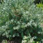 القطف الملحي