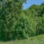 الحور الأسود