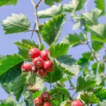 الزعرور الأحمر