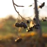 الزعرور الشوكي