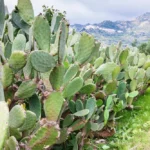 التين الشوكي (الصبر)