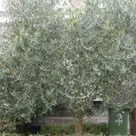 الزيتون البري